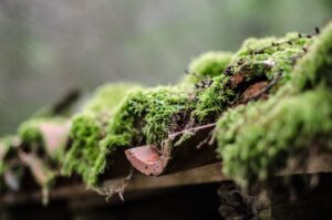 Closeup shot of a roof covered with moss