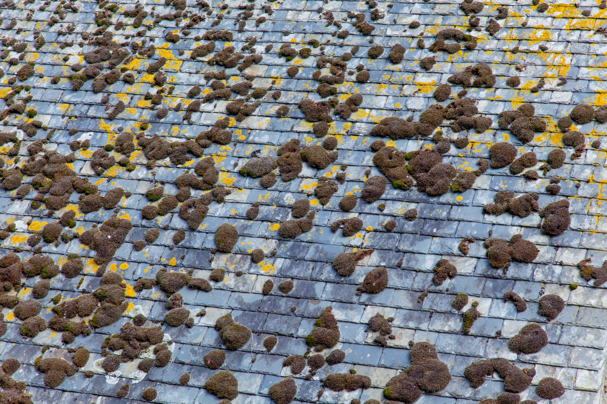photo of roof covered with moss
