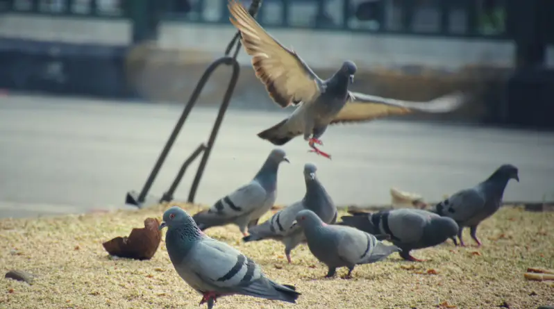 Bird Control Service