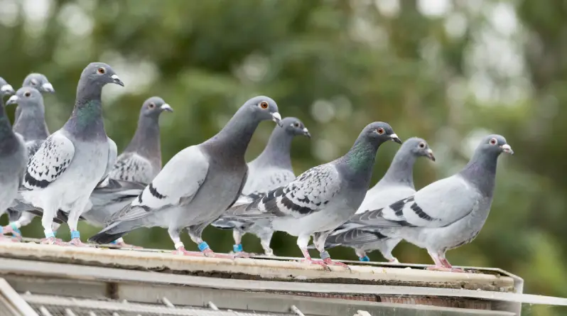 residential bird control